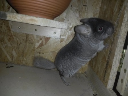 Bella posiert für ein schönes Foto.